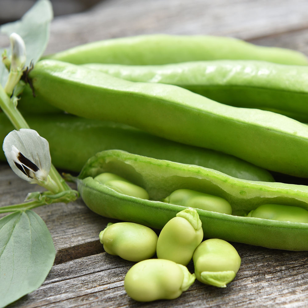 Bób 'Superaguadulce'