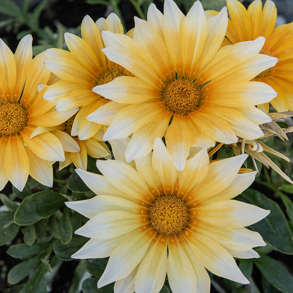 Gazania lśniąca 'Zany Sunny-Side Up F1'