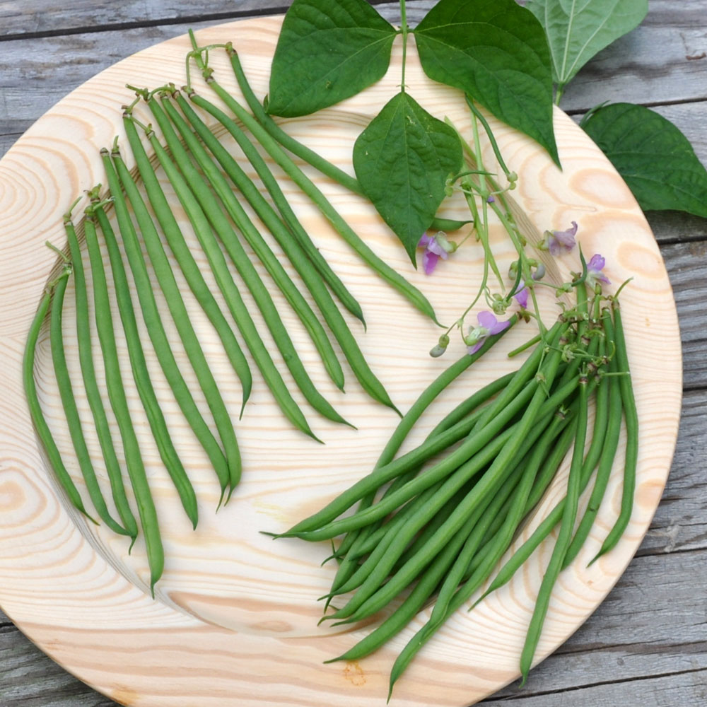 Fasola szparagowa 'Nautica'