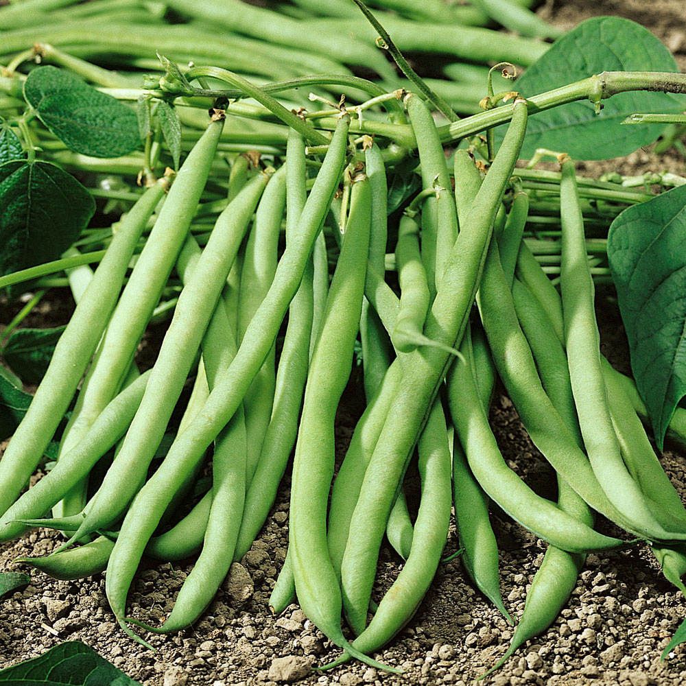 Fasola szparagowa 'Cropper Teepee'