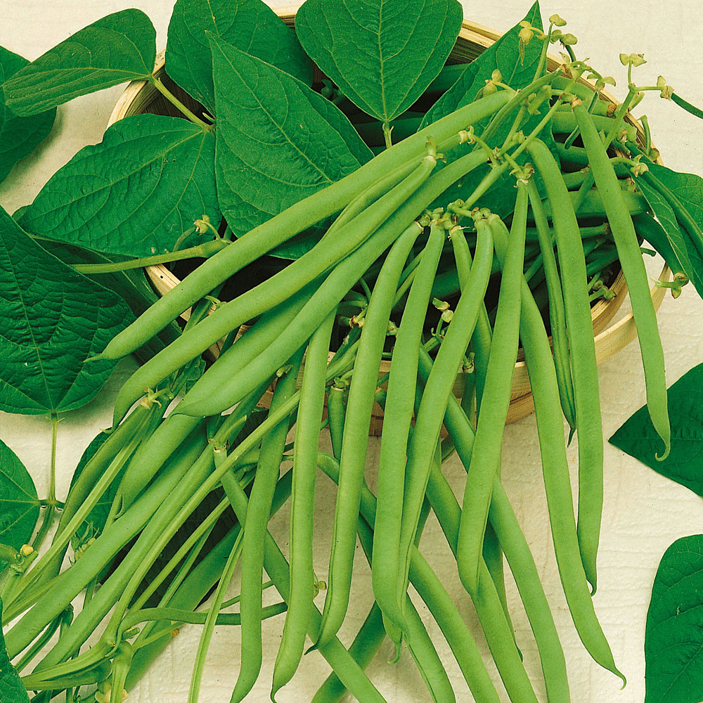 Fasola szparagowa 'Maxi'