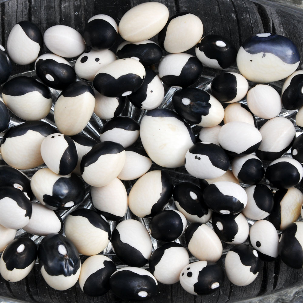 Fasola zwykła 'Yin Yang'