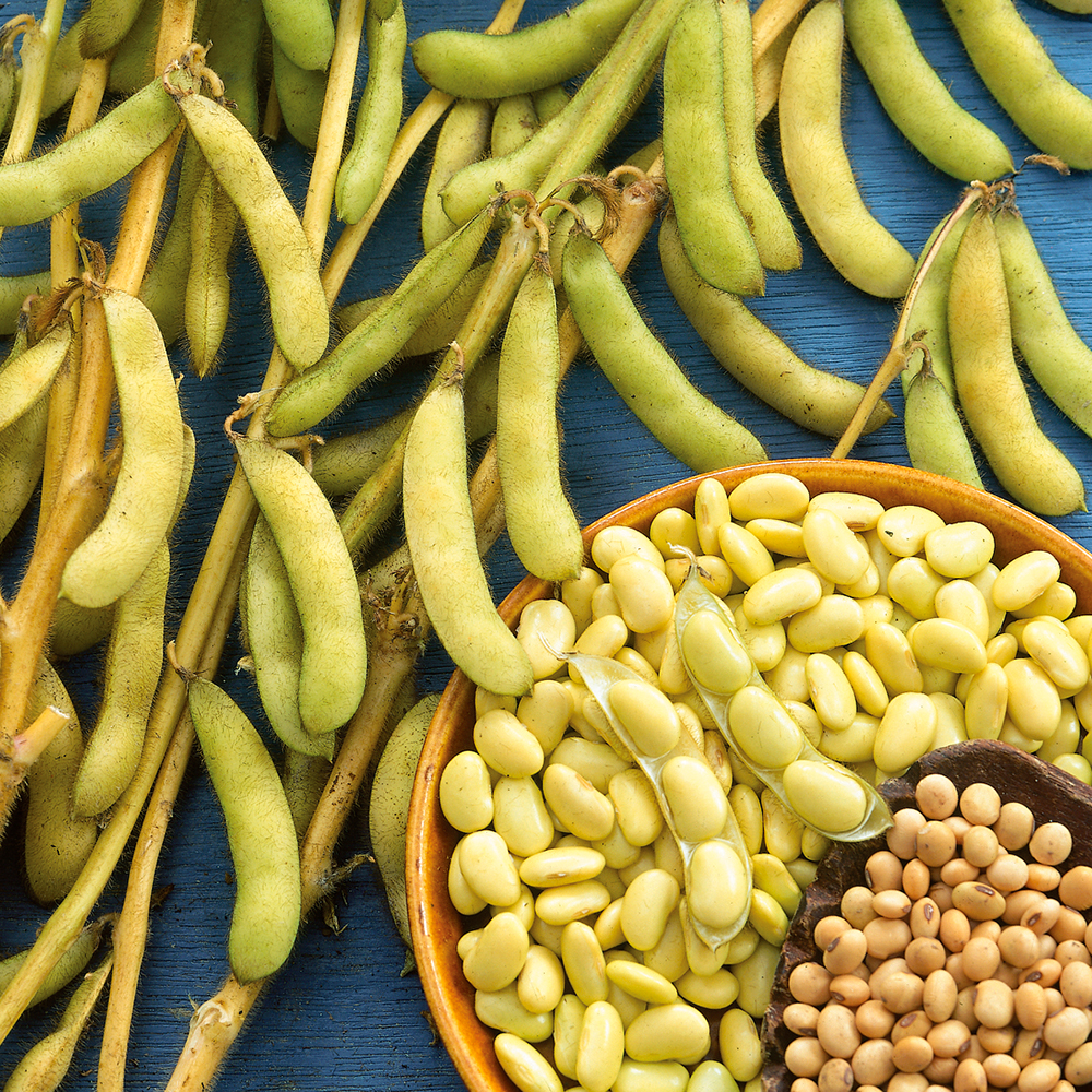 Soja zwyczajna 'Fiskeby V'