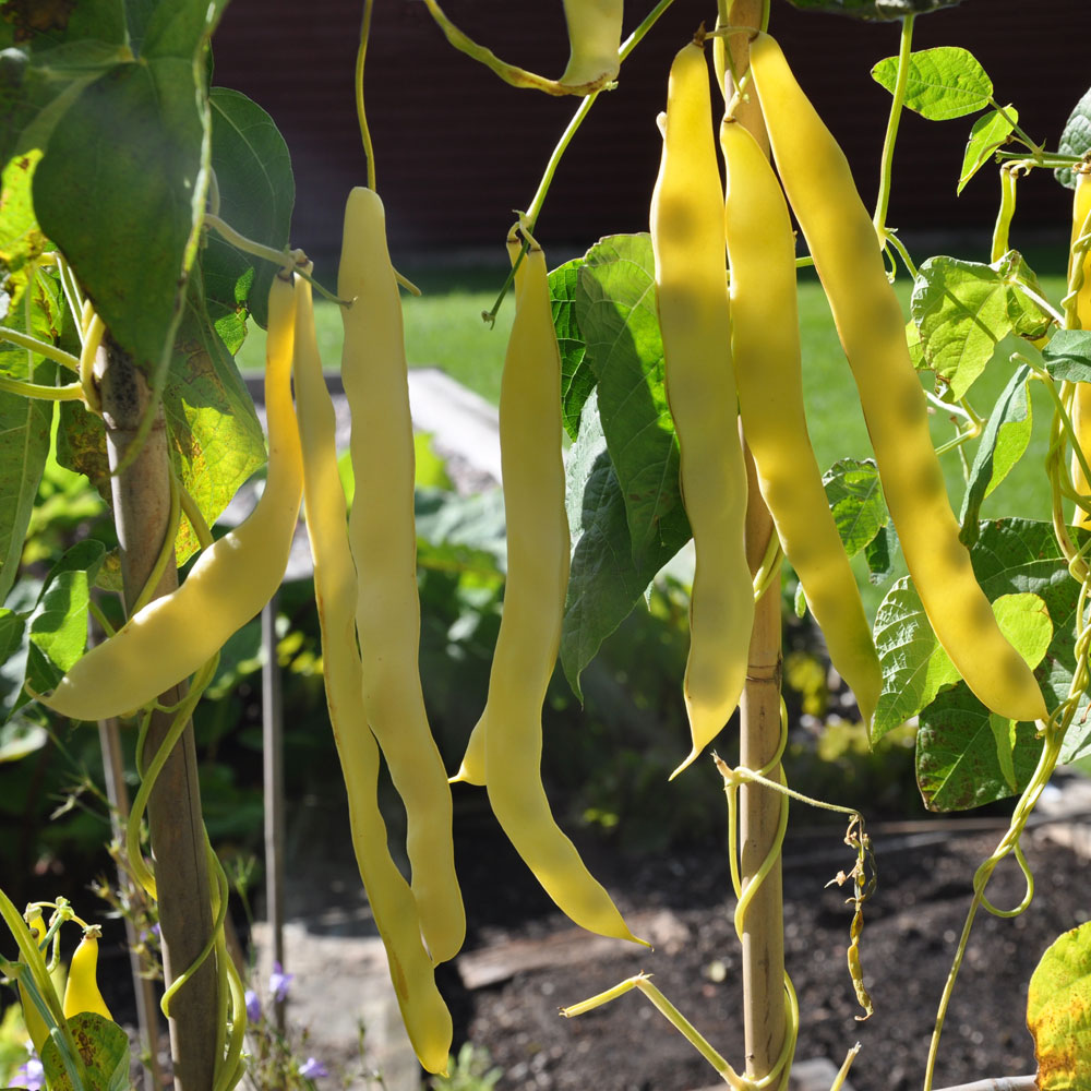 Fasola szparagowa tyczna żółta 'Goldmarie'