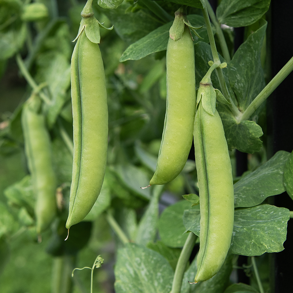 Groch siewny łuskowy 'Alderman'