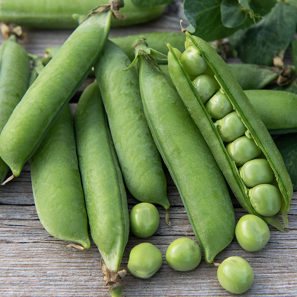 Groch siewny łuskowy 'Karina'