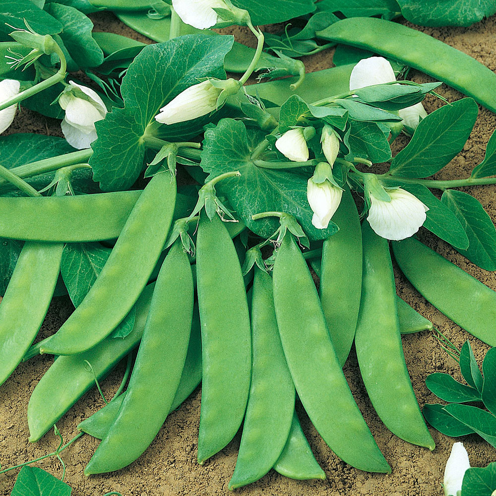 Groch cukrowy 'Norli'