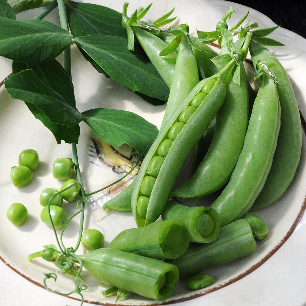 Groszek cukrowy 'Delikett'