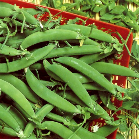 Cukrowy groszek 'Sugar Snap'