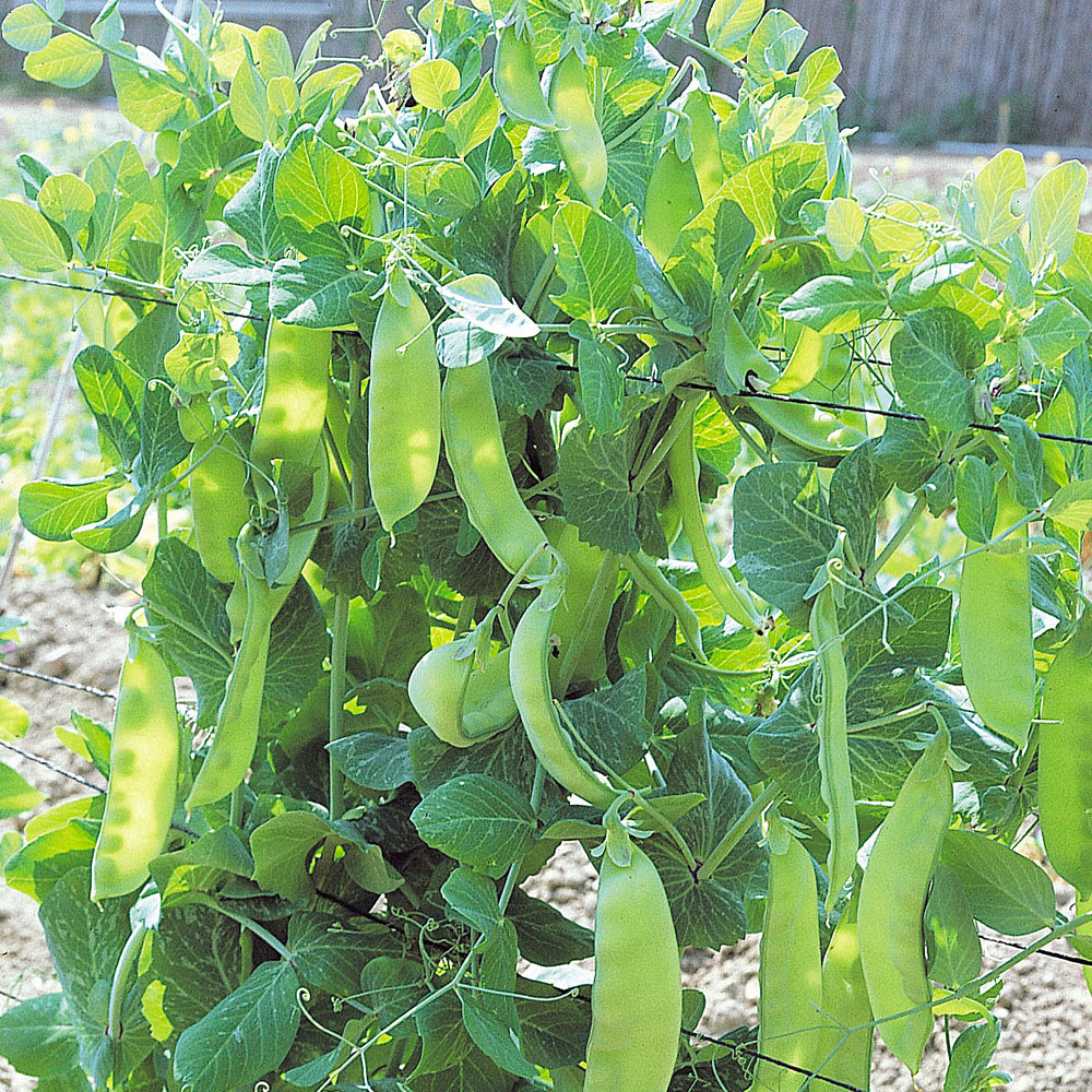 Groszek cukrowy 'Bamby'