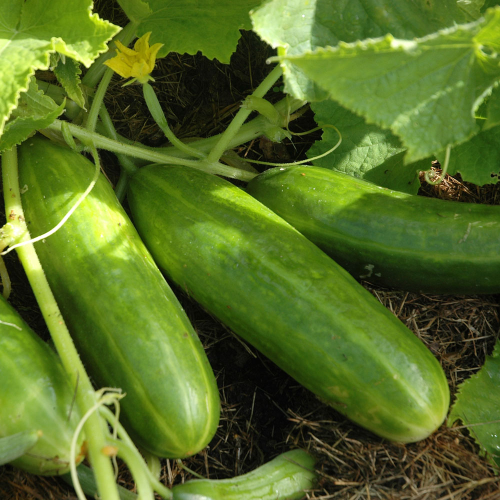 Ogórek szklarniowo-gruntowy F1 'Sherpa'