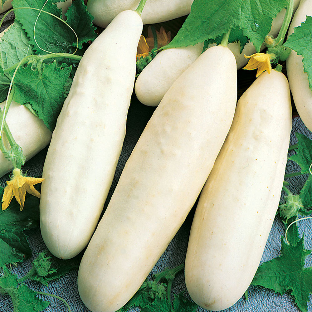 Ogórek biały 'White Wonder'