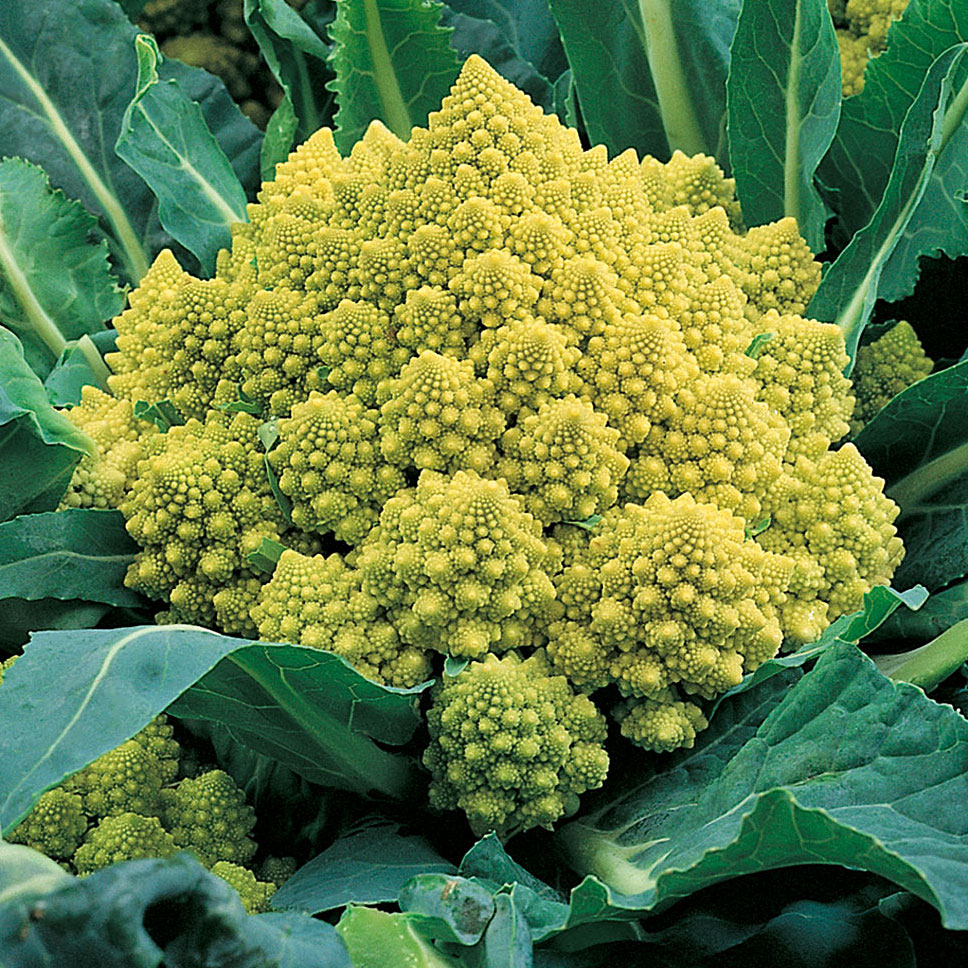 Brokuł romanesco 'Romanesco Natalino'