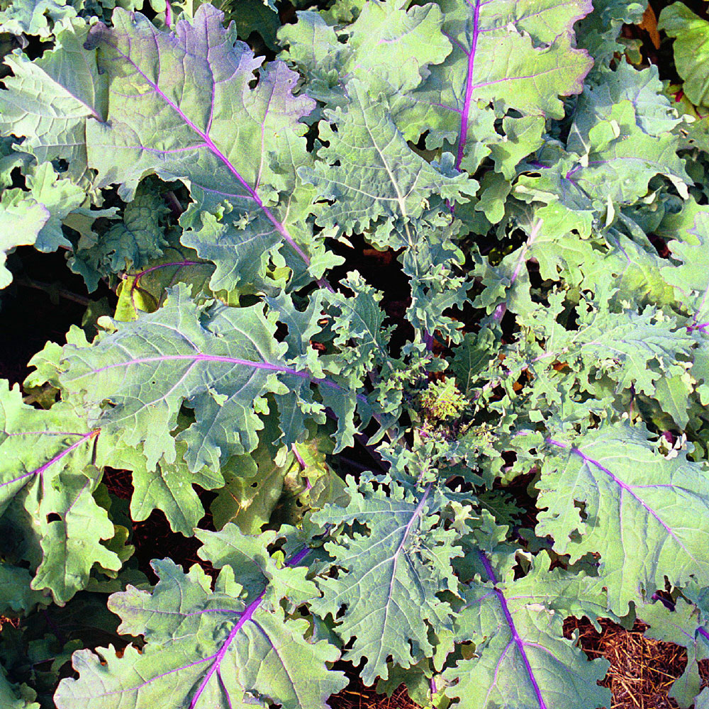 Jarmuż 'Red Russian'