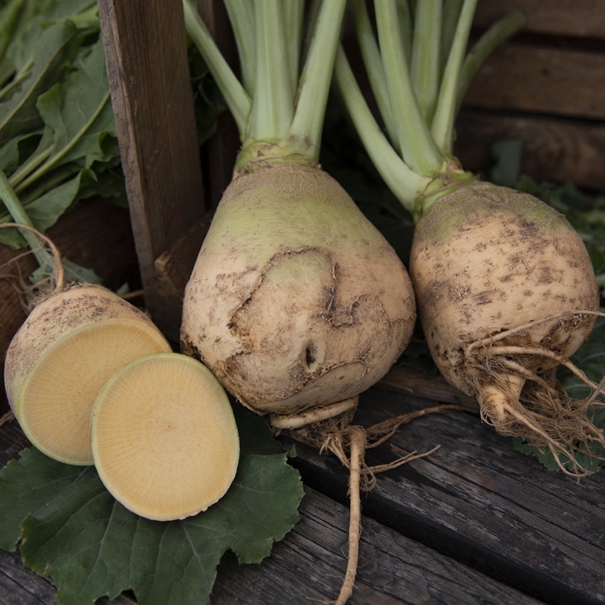 Brukiew 'Wilhelmsburger'