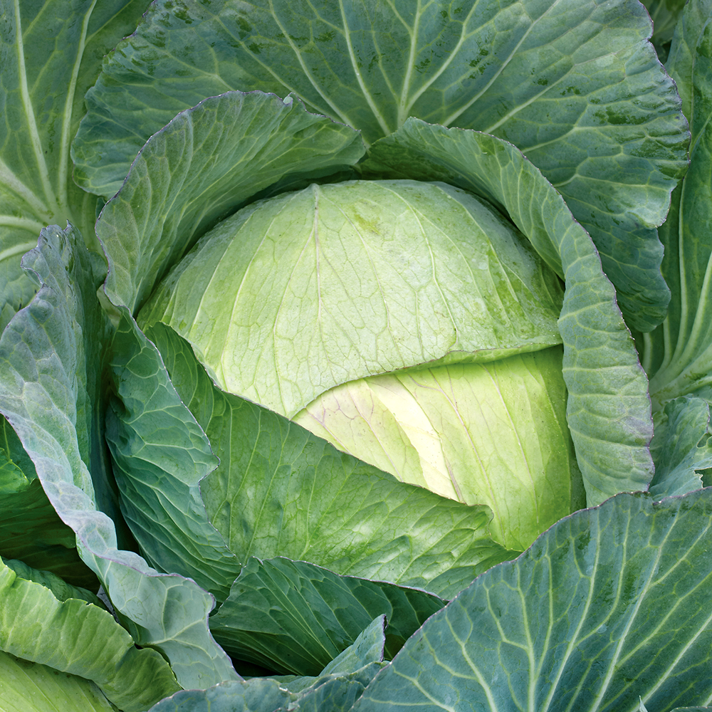 Kapusta biała 'Brunswijker'