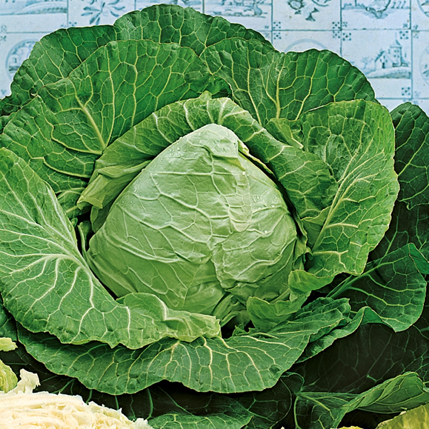 Kapusta stożkowa 'Jersey Wakefield'