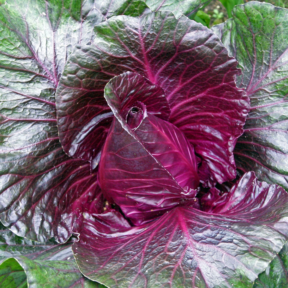 Kapusta stożkowa 'Kalibos'