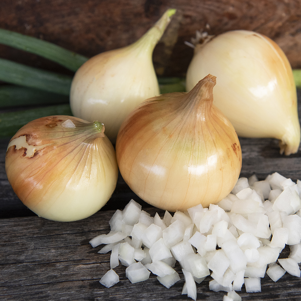 Cebula zimowa 'Senshyu Yellow'