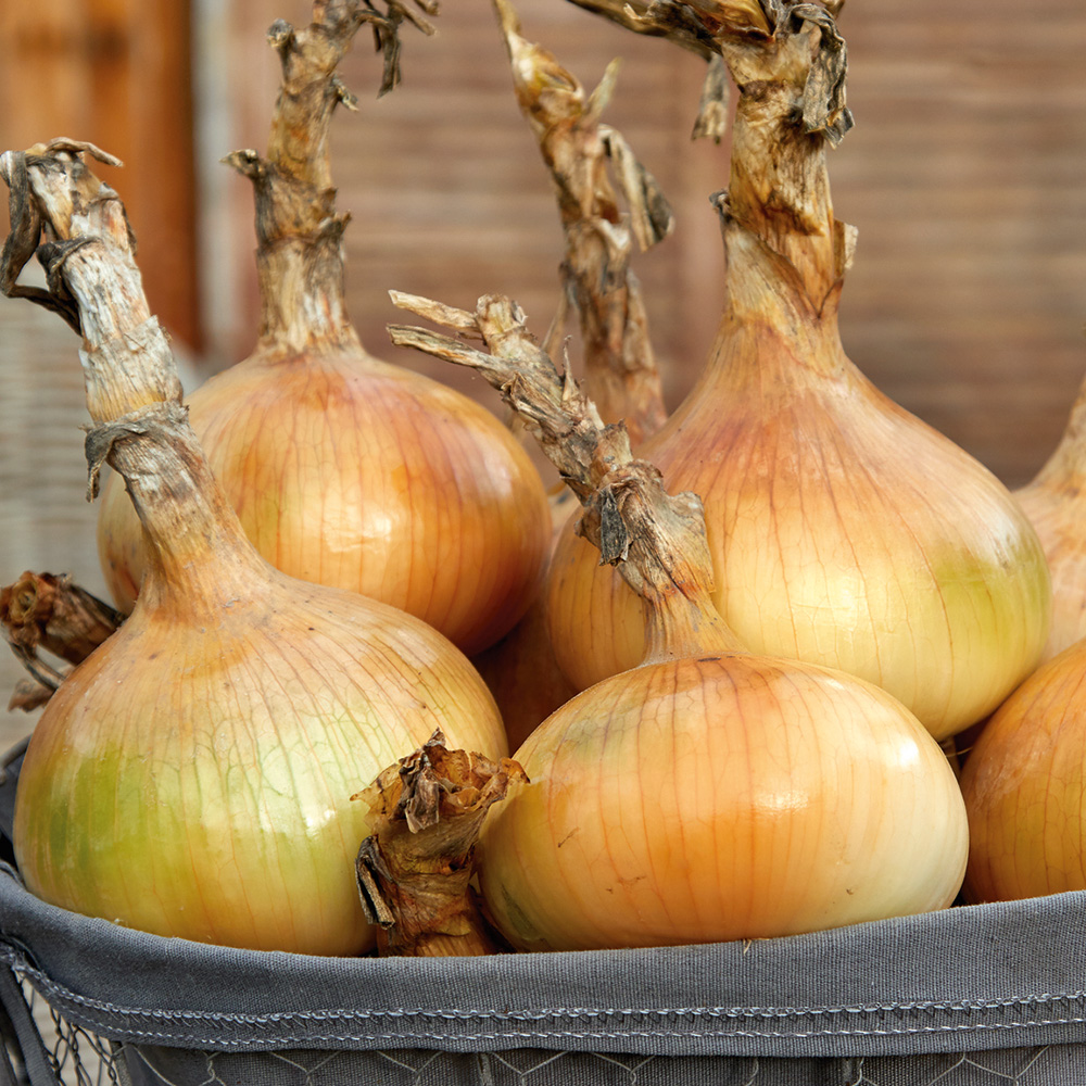 Cebula olbrzymia 'Ailsa Craig'
