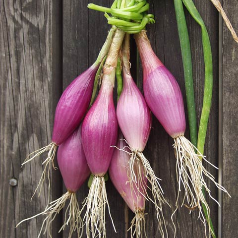 Cebula czerwona 'Rossa Lunga di Firenze'