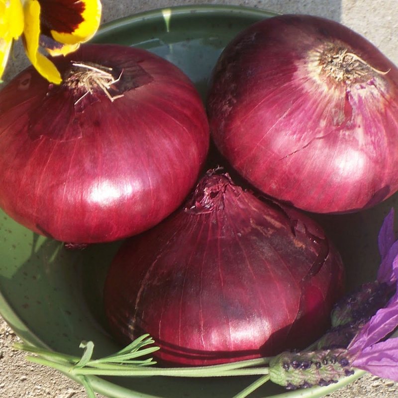 Czerwona Cebula 'De Brunswick'