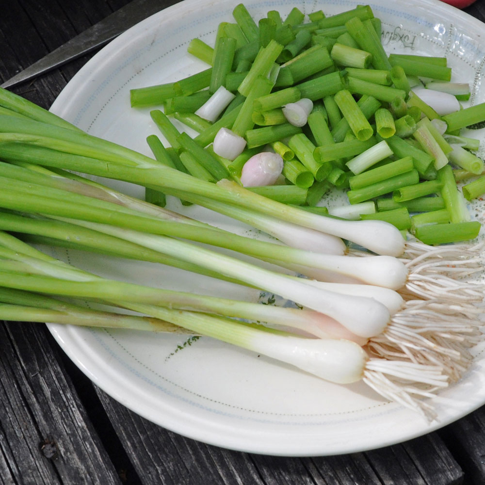 Cebula dymka 'Bajkal'