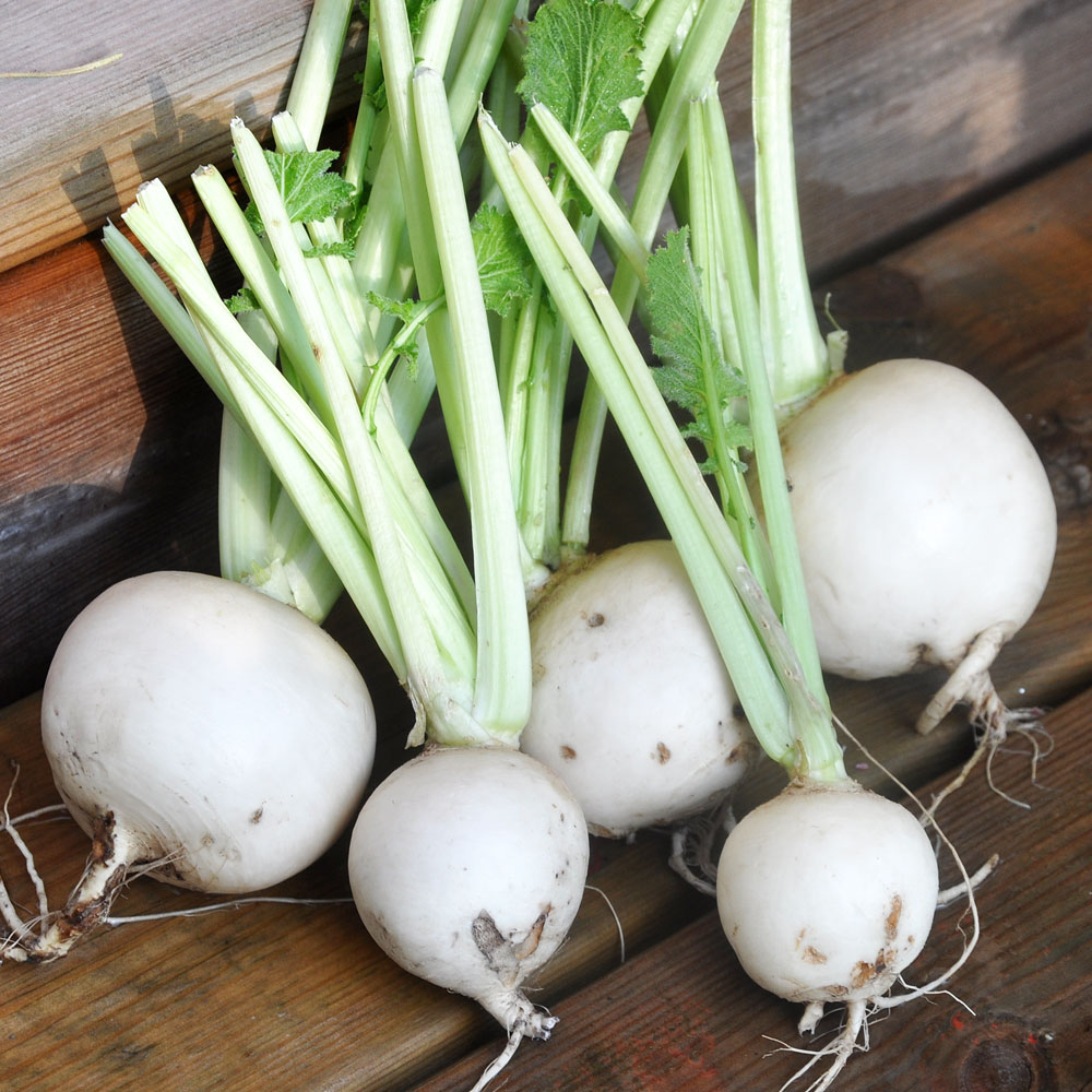 Rzepa 'Bola de nieve'