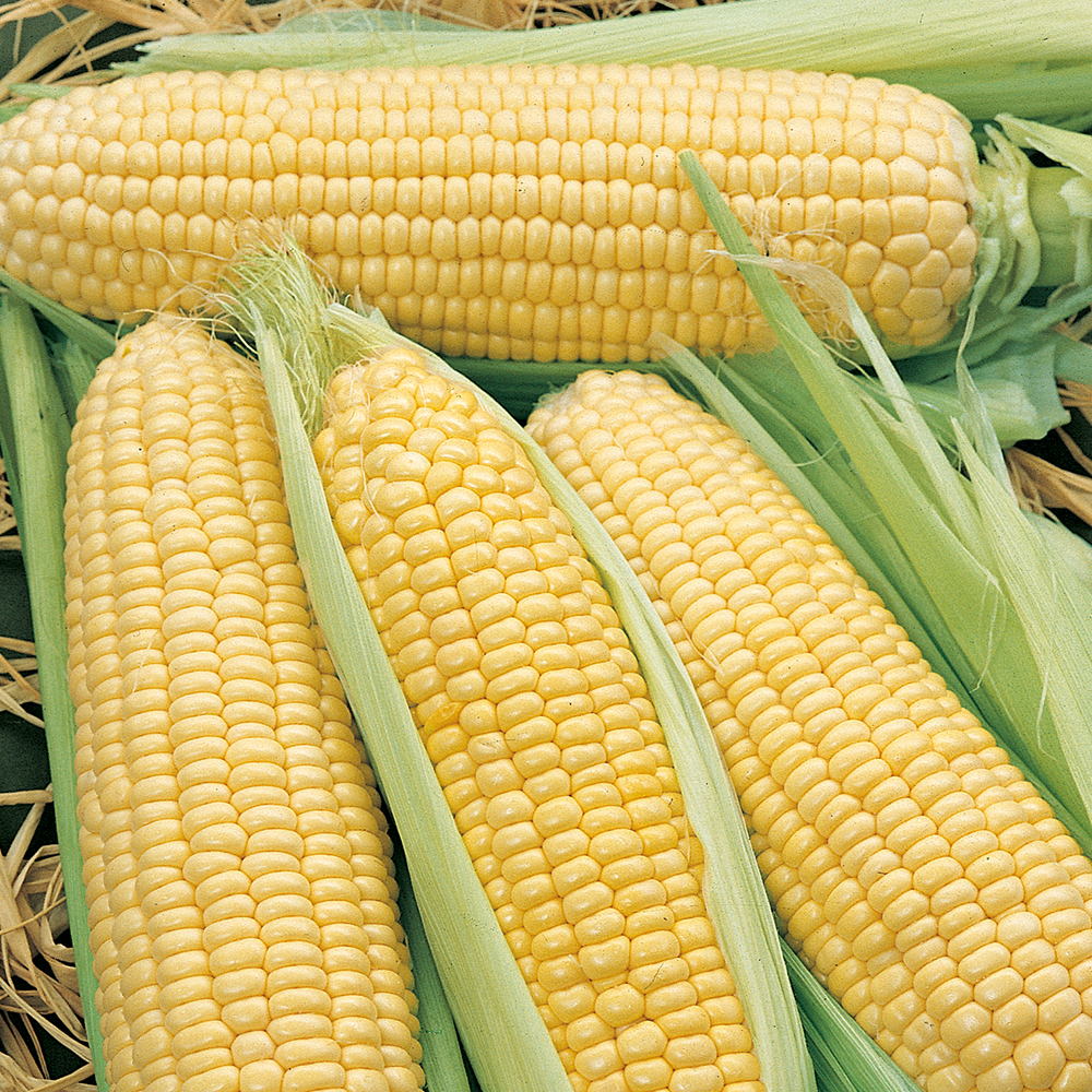 Kukurydza cukrowa F1 'Sweet Nugget'