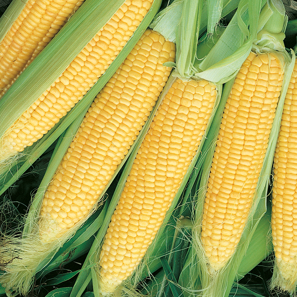 Kukurydza cukrowa F1 'Gucio'