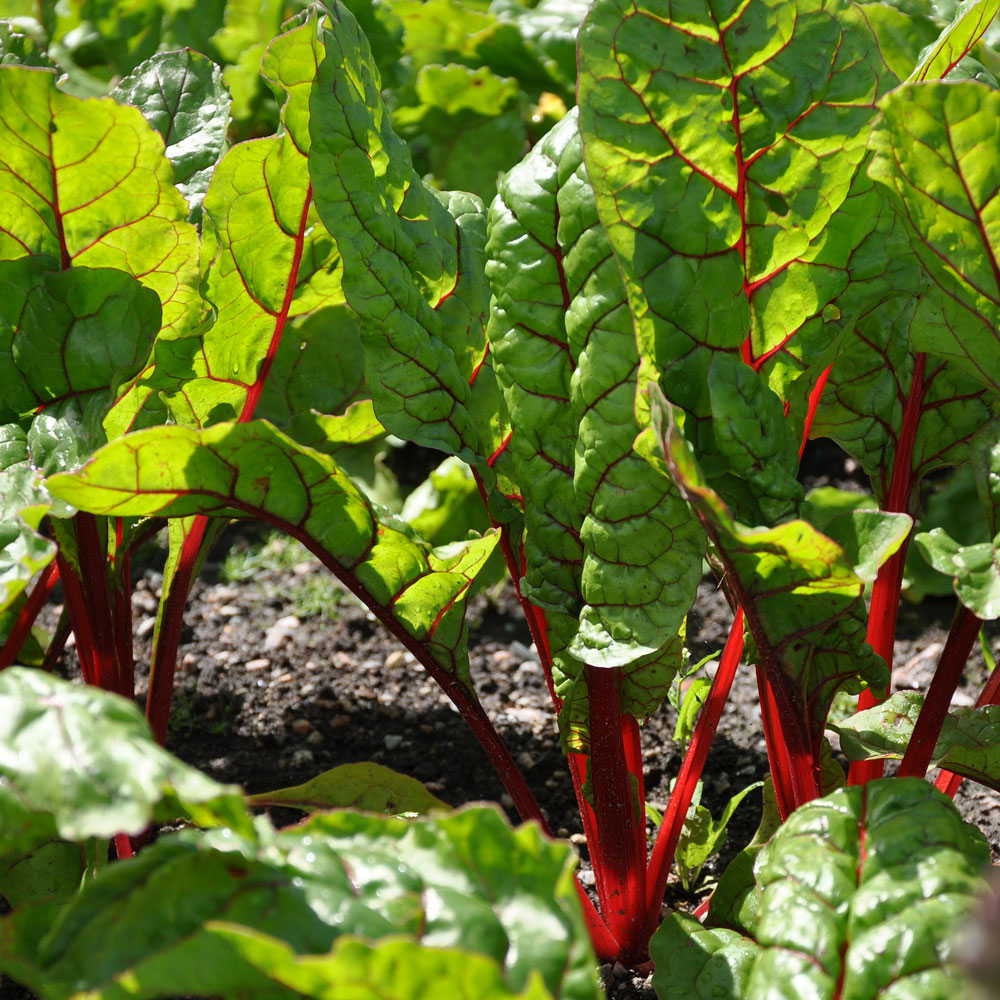 Burak liściowy 'Rhubarb Chard'