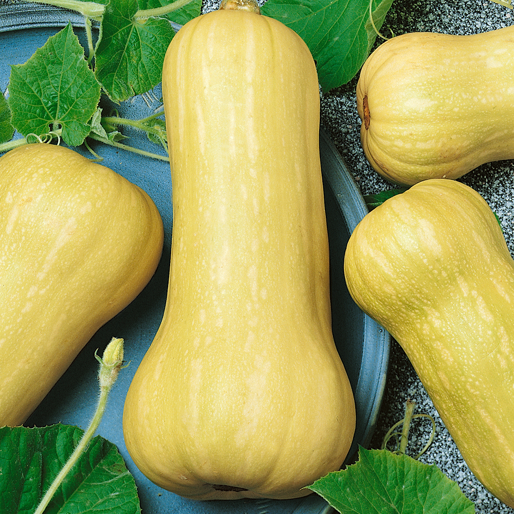 Dynia piżmowa 'Waltham Butternut'