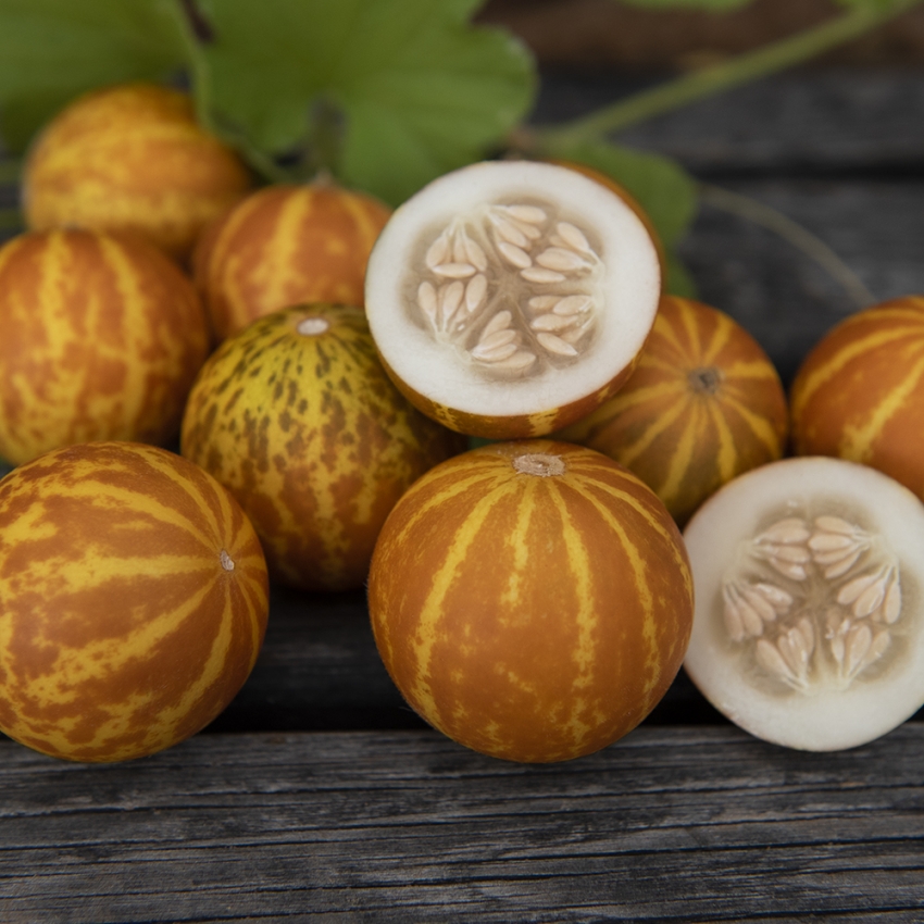 Melon woniowy 'Queen Anne’s Pocket'