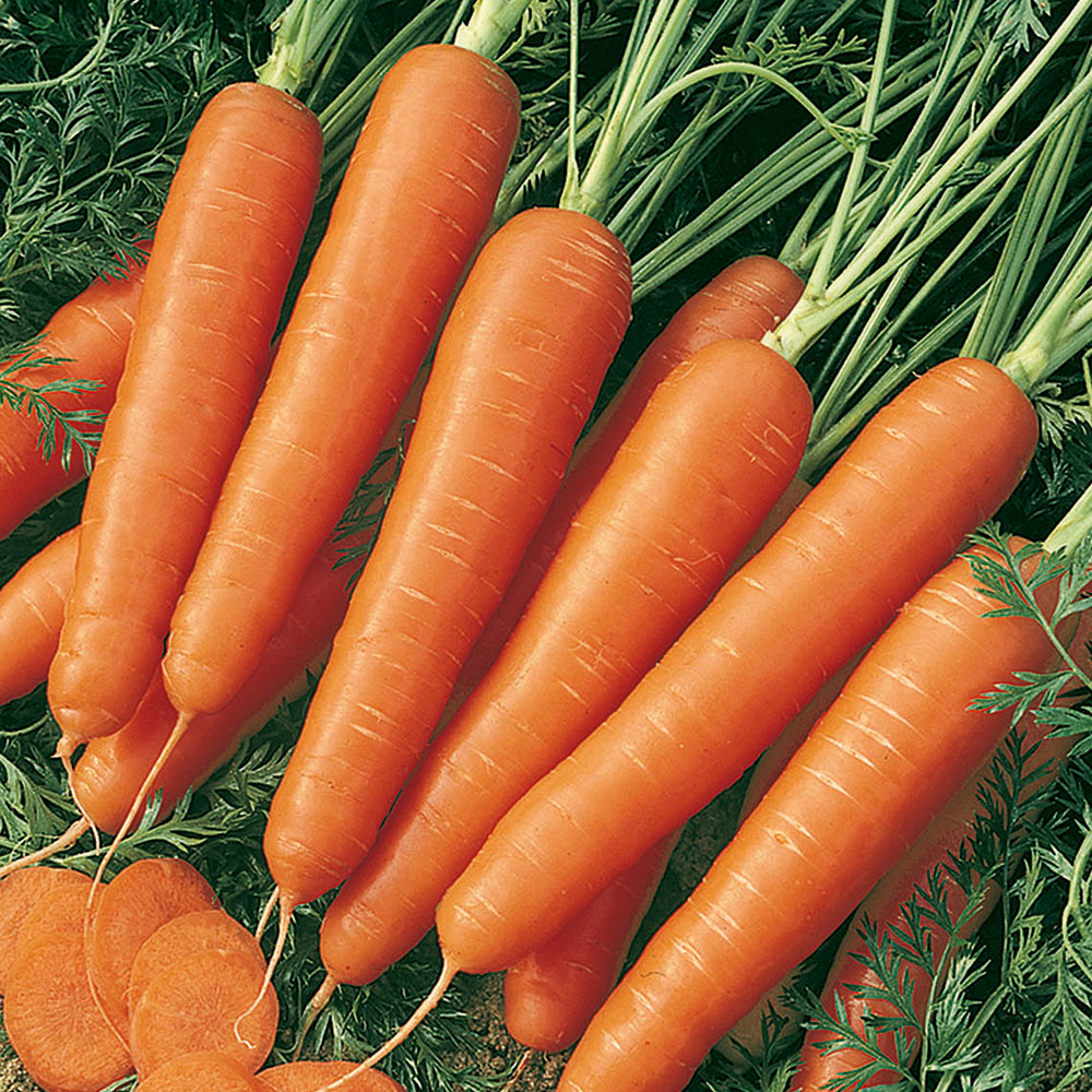 Marchew letnia F1 'Flyaway'