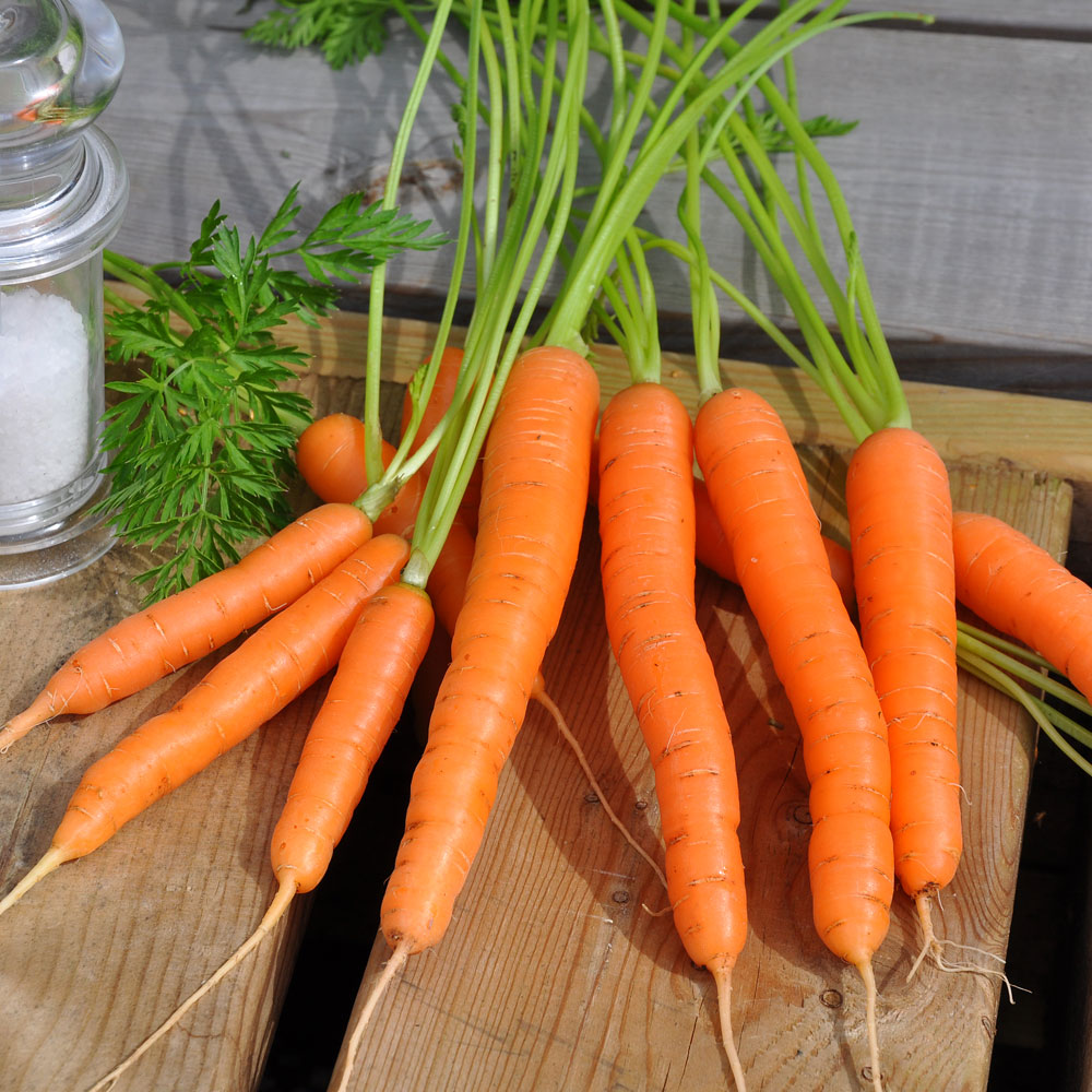 Marchew letnia 'Amsterdam 3'