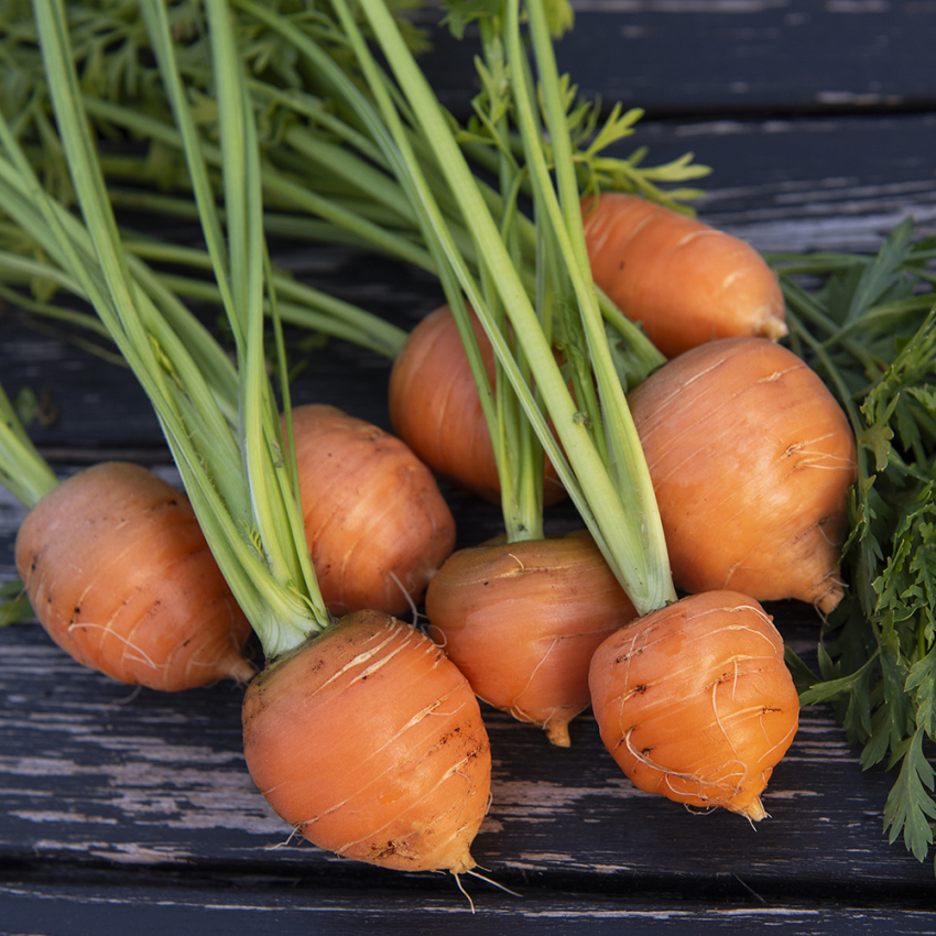 Marchew letnia ‘Parijse Markt 4’