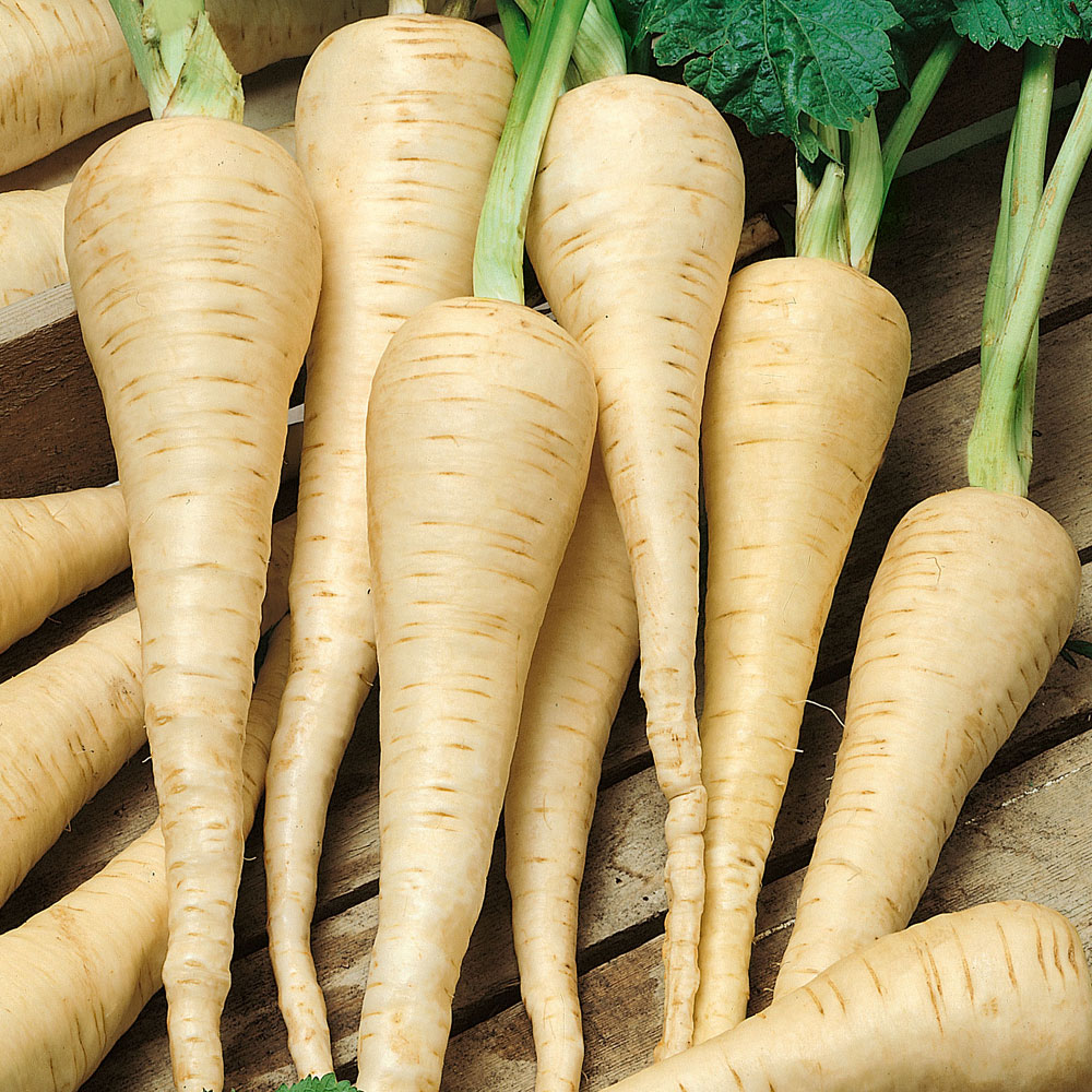 Pasternak 'White Gem'