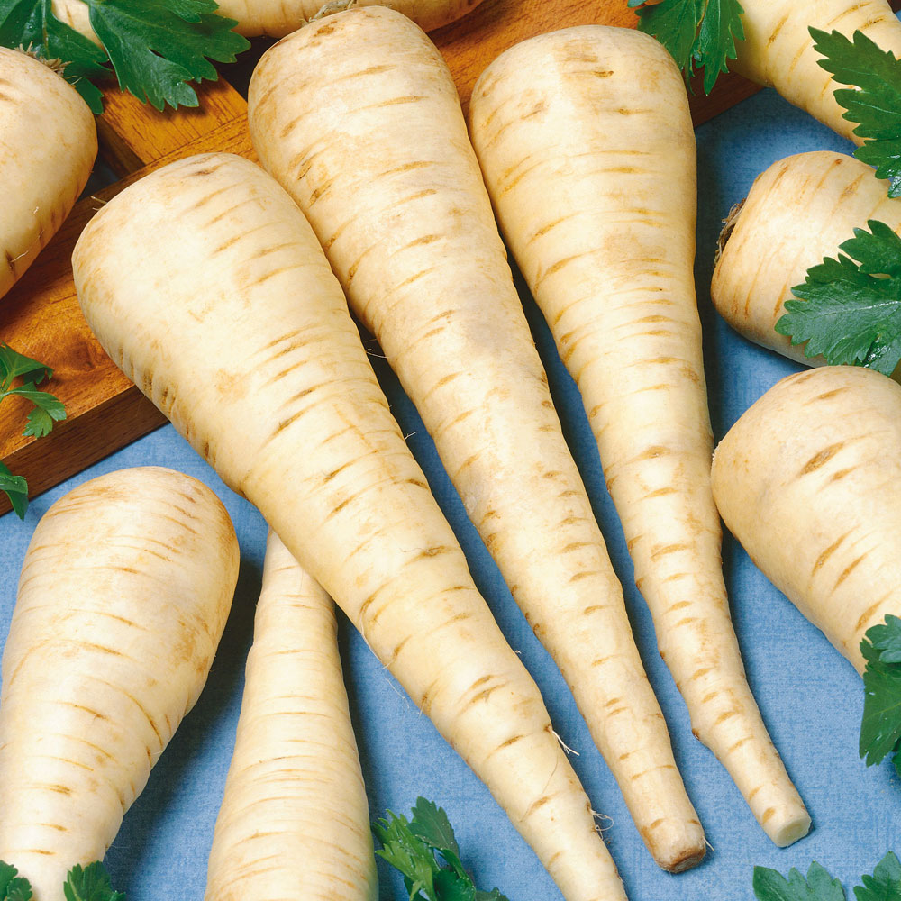 Pasternak F1 'Gladiator'