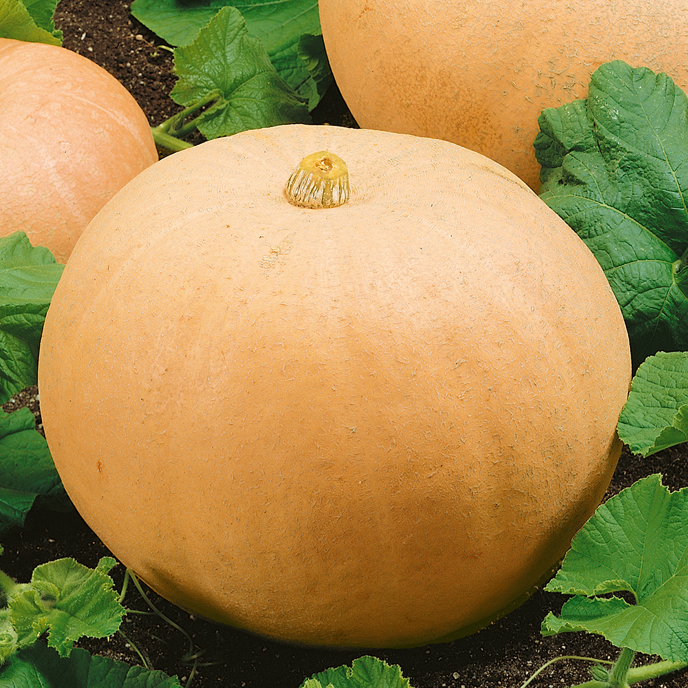 Dynia olbrzymia ‘Melonowa Żółta’