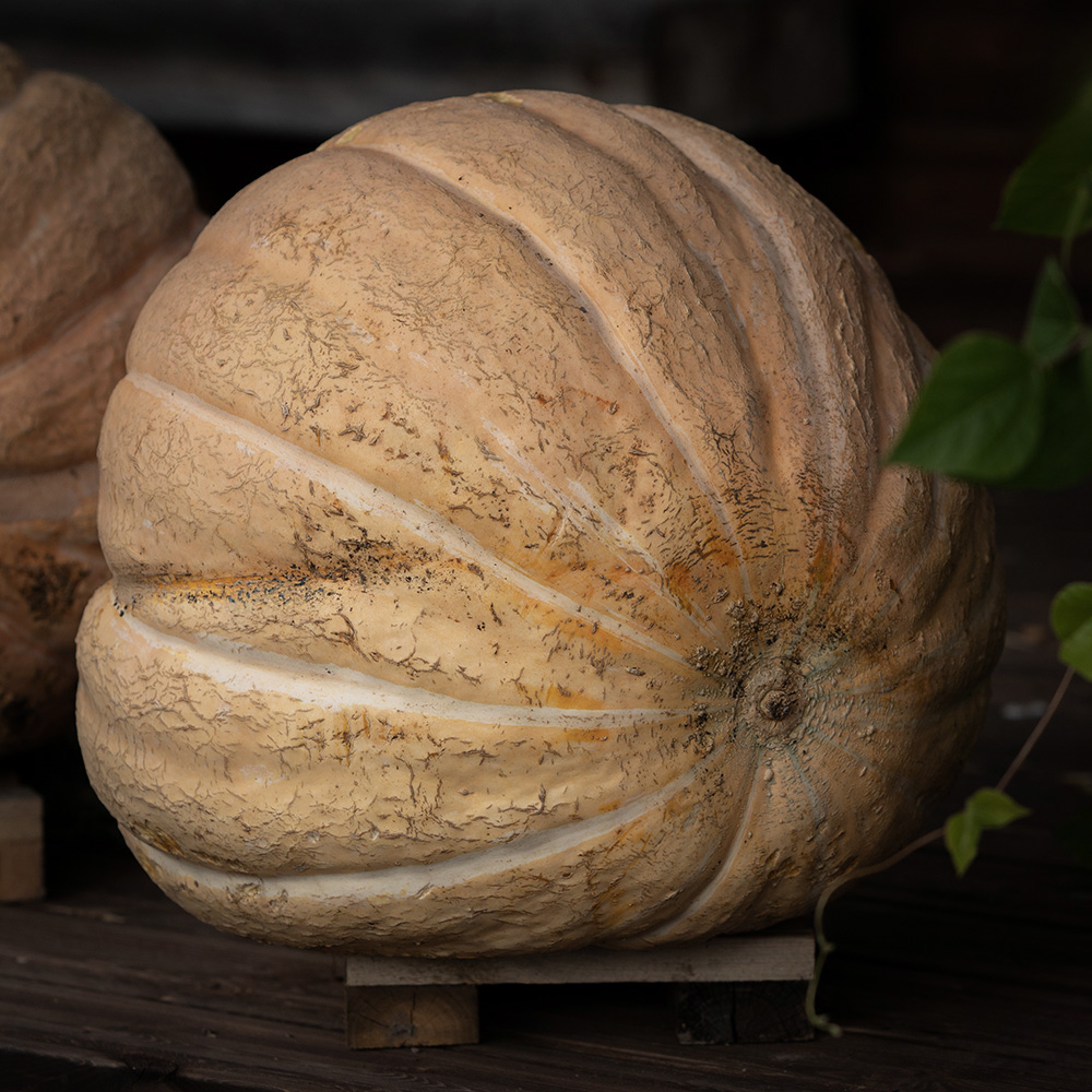 Dynia olbrzymia ‘Atlantic Giant’