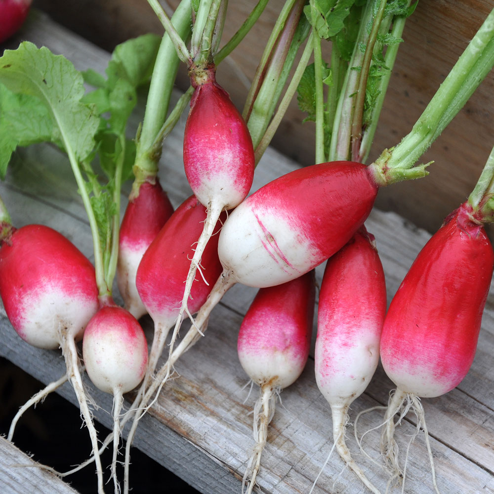 Rzodkiewka 'Flamboyant 2'