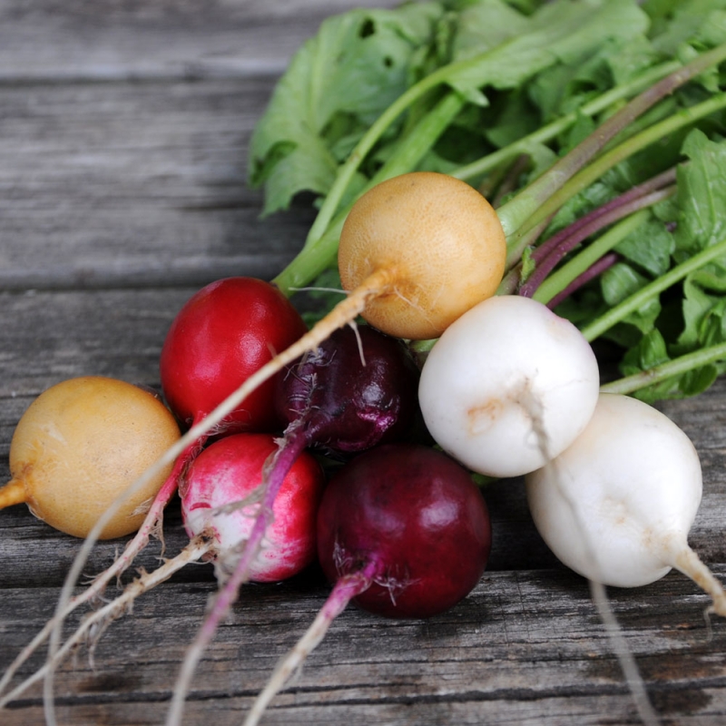 Rzodkiewka 'Easter Egg'