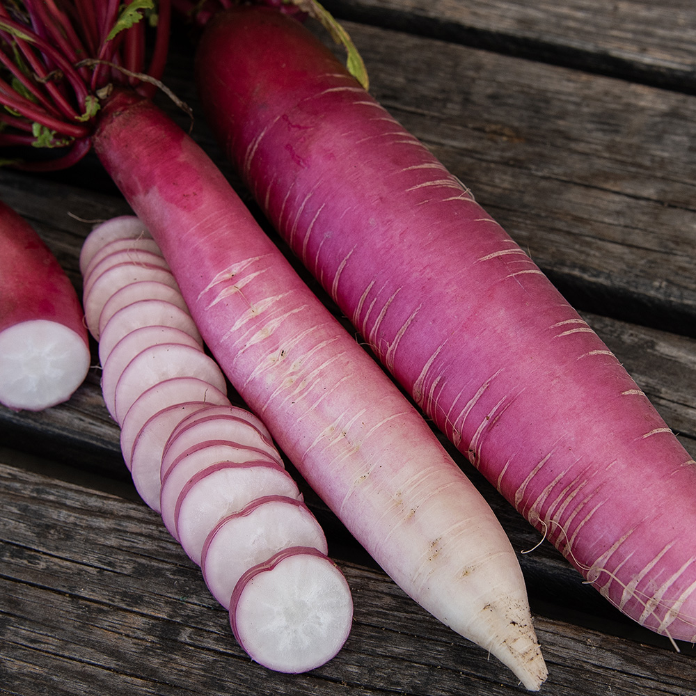 Rzodkiew chińska 'China Rose'