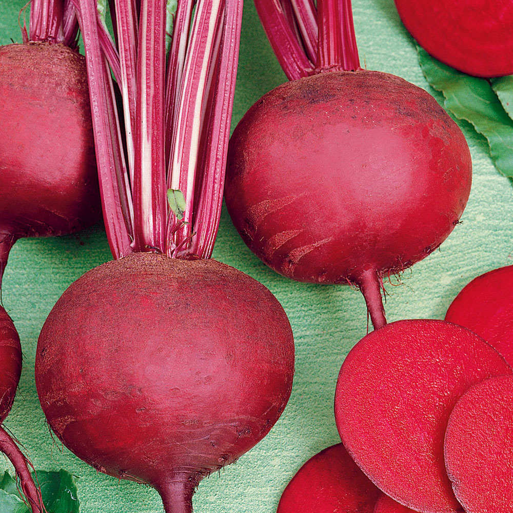 Burak ćwikłowy 'Detroit Dark Red 2'