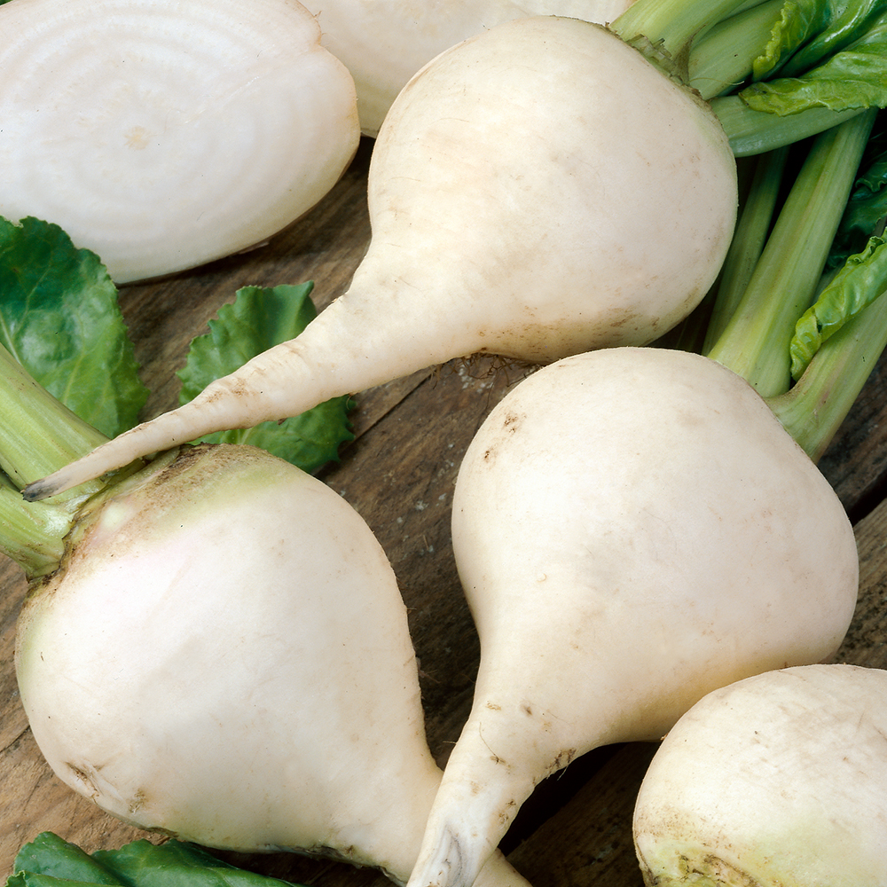 Burak ćwikłowy biały 'Albina Vereduna'