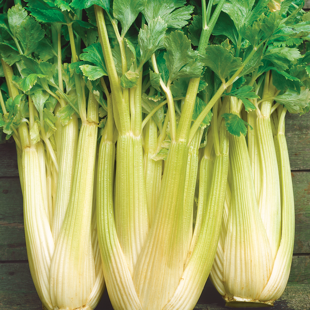 Seler naciowy 'Golden Self Blanching 2'