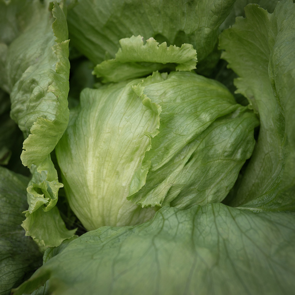 Sałata lodowa 'Great Lakes 118'