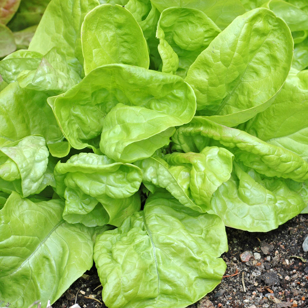 Sałata głowiasta 'Král Máje I'