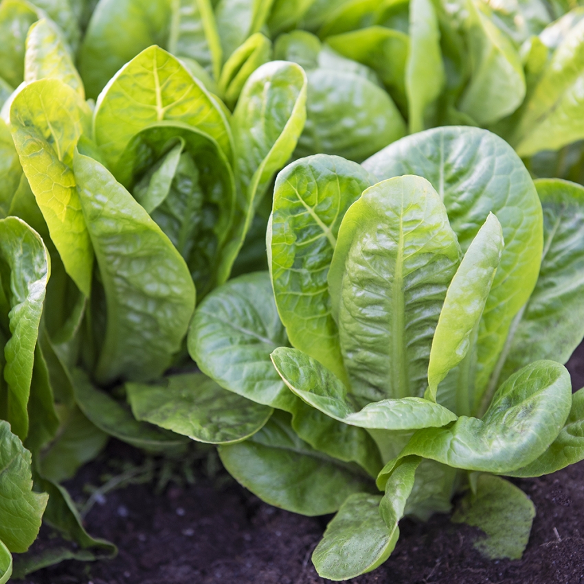 Sałata rzymska 'Little Gem'