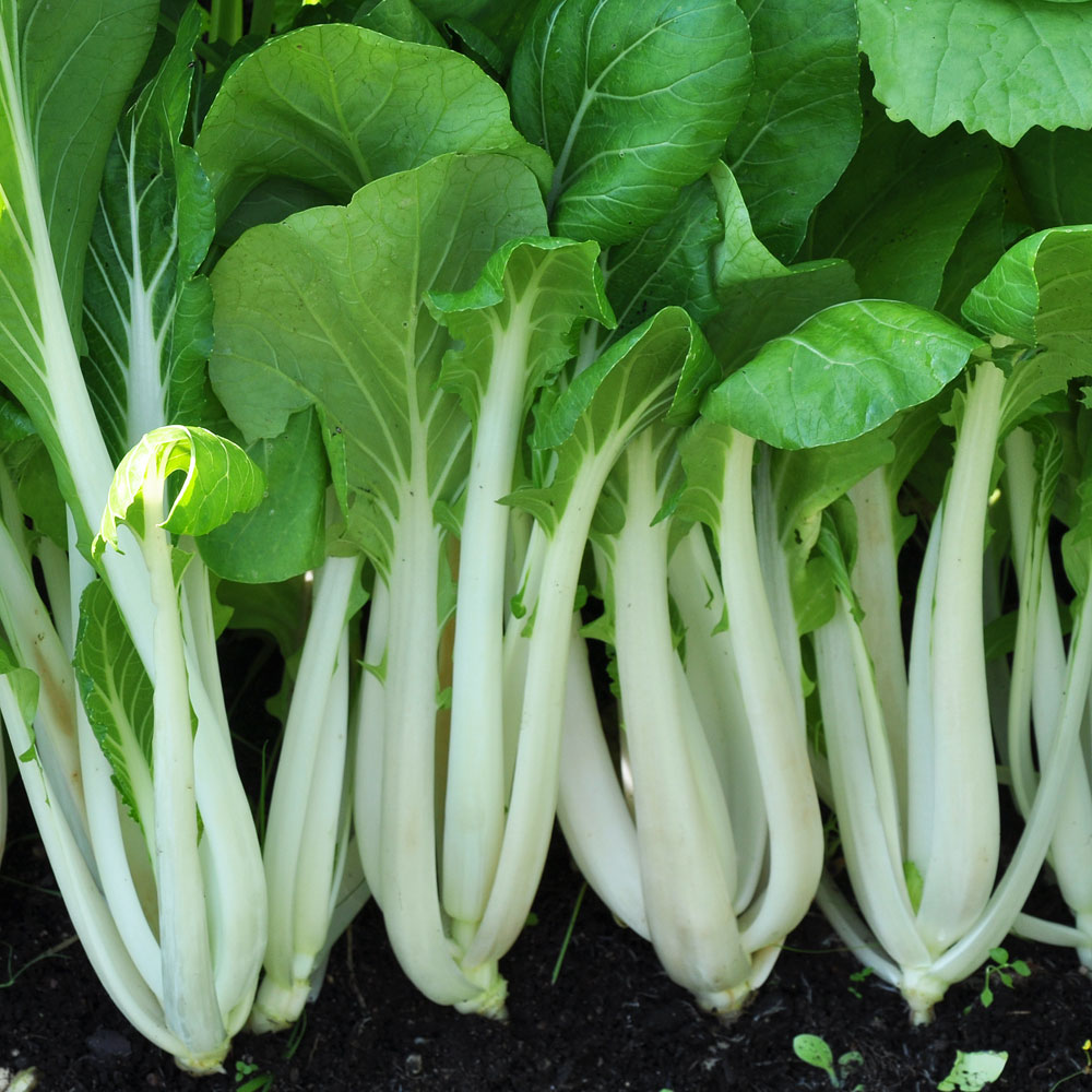 Kapusta chińska Pak Choi F1 'Joi Choi'
